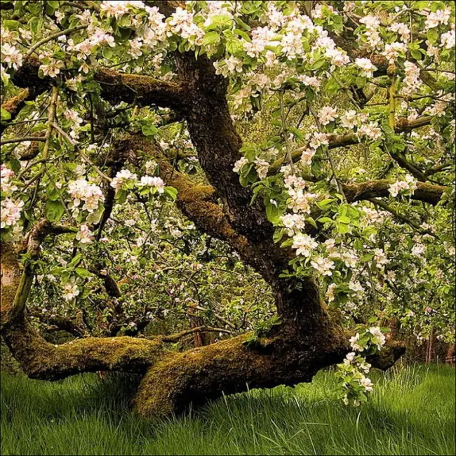 Рак является одним из самых опасных заболеваний яблони. Есть несколько видов рака и все они могут погубить плодовые деревья. Поэтому весной нужно внимательно осматривать все яблони в саду и проводить обработку. Расскажу подробнее, чем можно опрыскать яблони от рака.