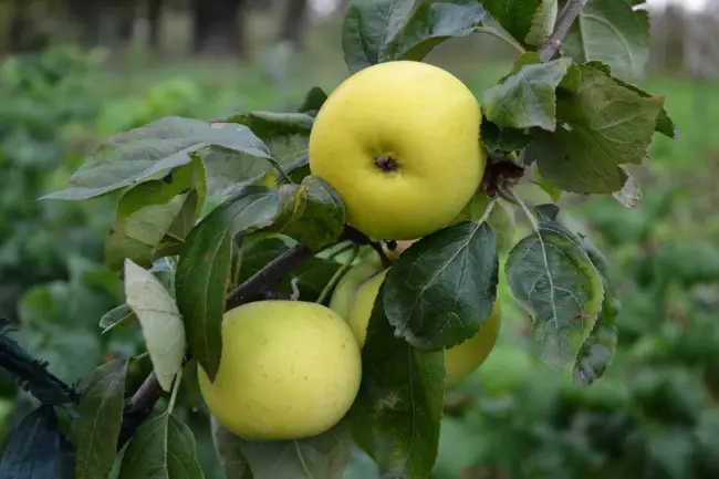 Полный перечень характеристик яблони сорта Алтайское румяное: описание дерева и плодов, особенности ухода и выращивания, урожайность, фото яблок.