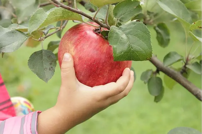Яблоня здоровье описание сорта