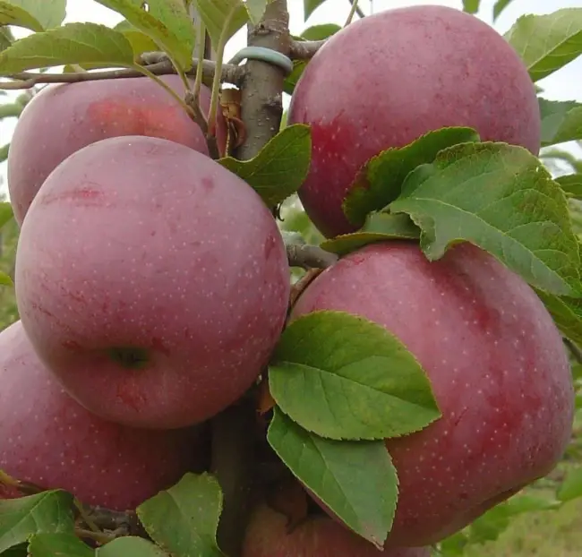 Широко известный сорт яблок Красная горка