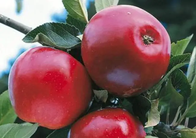 Сорт: Яблоня, Красное раннее