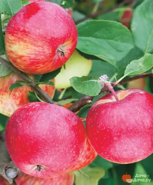 Шафран саянский — декоративная яблони и её вкусные фрукты