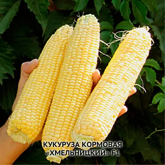 Кукуруза Лакомка Белогорья семена – низкая цена, описание, отзывы, продажа