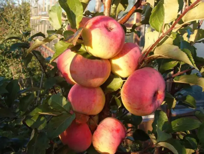 Уэлси - особенности яблони