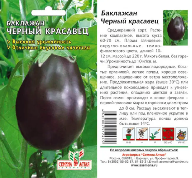 Черный Русский – сорт растения Баклажан