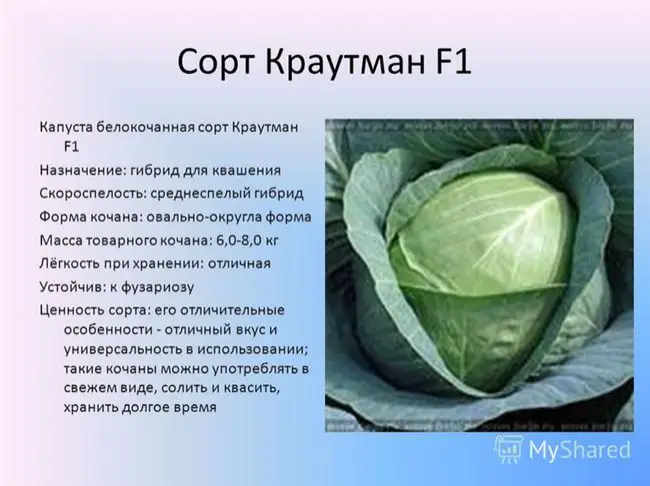 Капуста Краутман f1: характеристика гибрида, описание урожайности сорта белокочанной, фото семян, отзывы о вкусовых качествах
