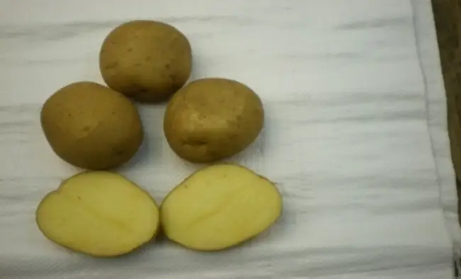 Сорт картофеля «Кузнечанка» – описание и фото