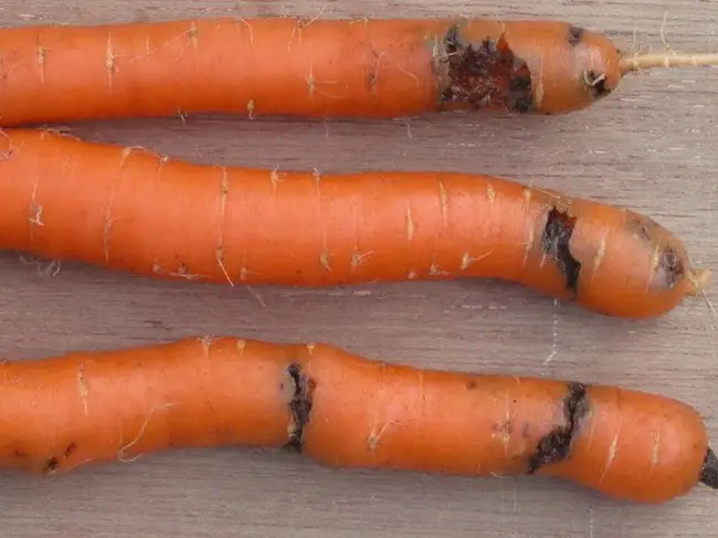 Морковь карамель желтая описание сорта