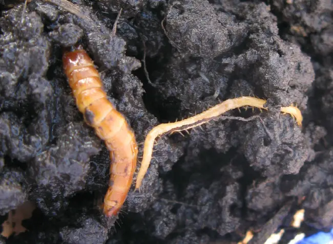 Ложнопроволочник на моркови – Увидев на огороде длинную личинку, напоминающую своим видом весьма неприятного червя, нужно понимать, что такой вредитель может оказаться достаточно опасным.