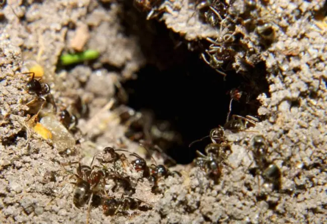 Как избавить пионы от муравьев на бутонах: что делать, чем обработать