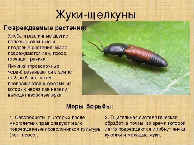 Колорадский жук насекомое. Описание, особенности, образ жизни и среда обитания жука | Живность.ру