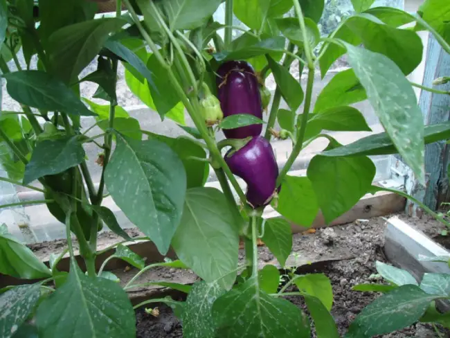 Болгарский перец сорта Бухарест удивил фиолетовым цветом плодов