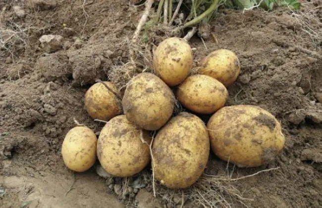 Картофель сандрин описание сорта – Новые сорта картофеля: описание видов картошки