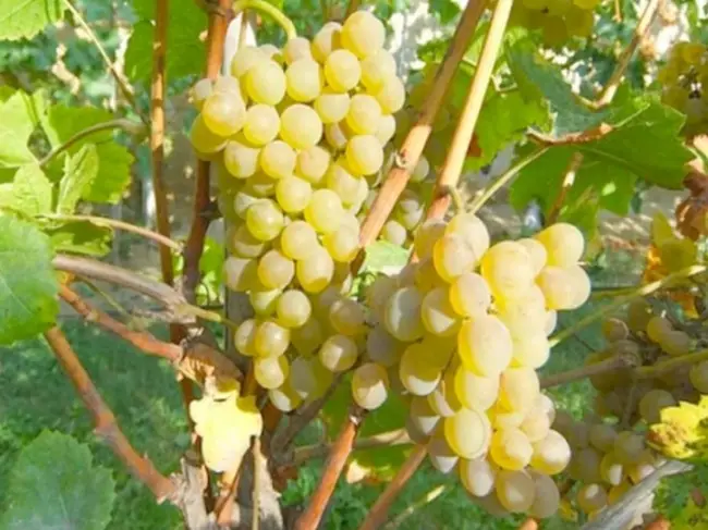 Высокоурожайный сорт винограда — «Подарок Магарача»