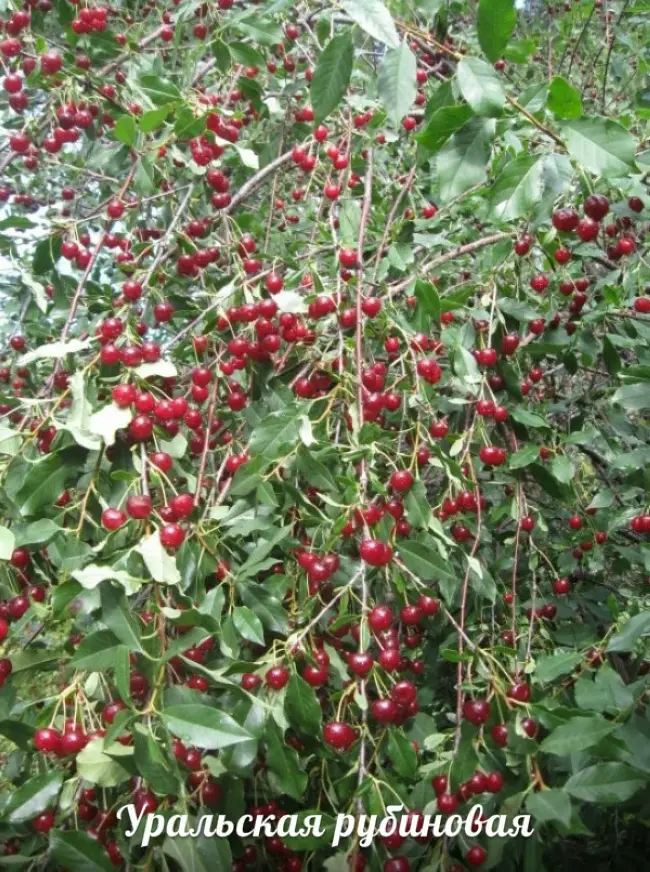 Сорт вишни Уральская рубиновая