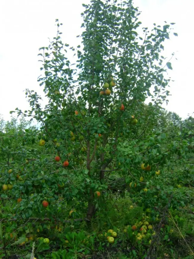 Груша Отрадненская – сорт, обладающий многими положительными качествами. При правильной посадке и уходе, растение порадует обильным плодоношением.