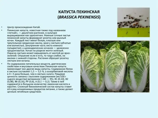 Граната - сорт растения Капуста пекинская