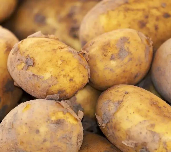 Альтернариоз картофеля фото описание и лечение!