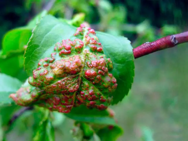 Курчавость листьев персика: методы борьбы и профилактики