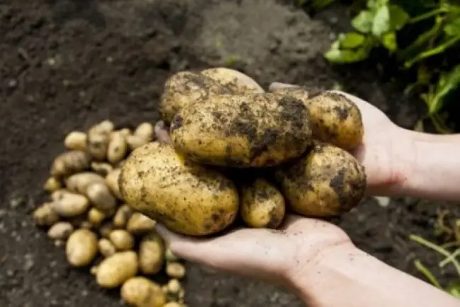 Грызуны на картофеле - Кто грызет картофель на участке?