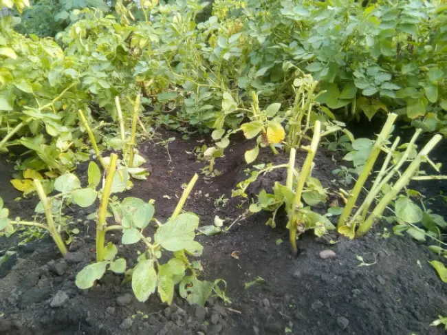 Картофель Уладар: характеристики сорта, урожайность, отзывы