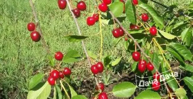 Вишня кизиловая описание сорта – Что такое кизил вишневый: советы по выращиванию кизила вишневый