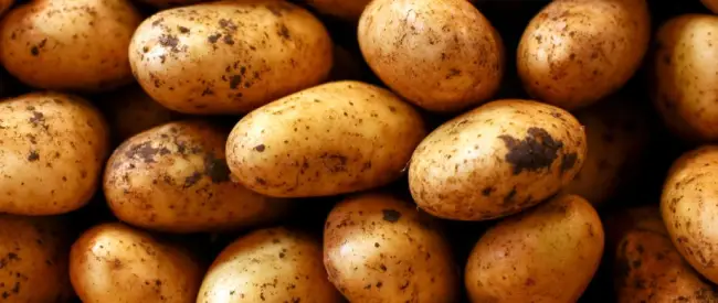 Описание и характеристики сорта картофель Чайка