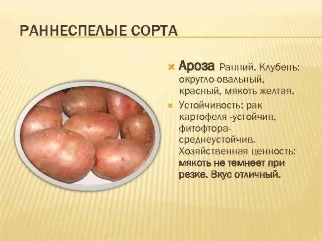 Картофель Ароза: описание и характеристика сорта с фото, вкусовые качества, особенности выращивания