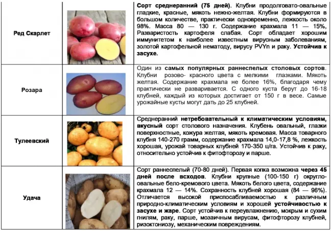 Картофель Сударыня: характеристика среднераннего сорта и вкусовые качества