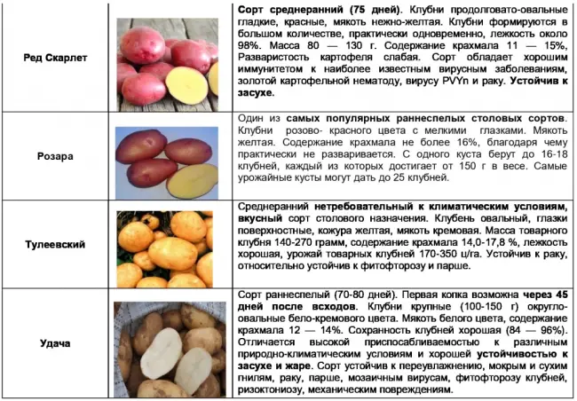 Выращивание картофеля Сударыня — что это за сорт, свойства