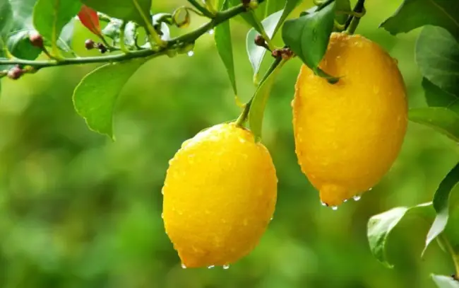 Болезни лимона с фото и описанием