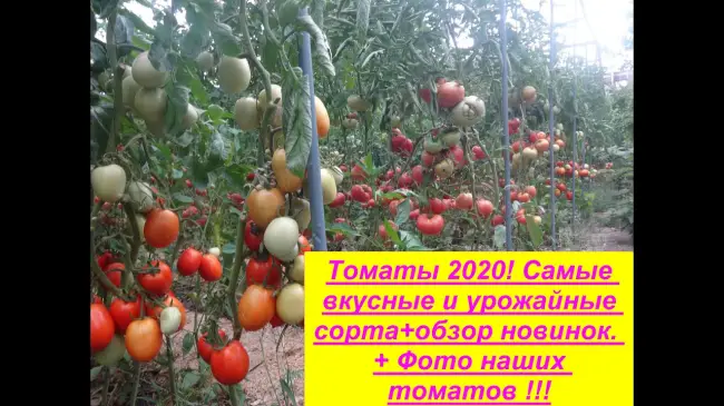 Характеристика и описание сорта томата Анастасия, его урожайность