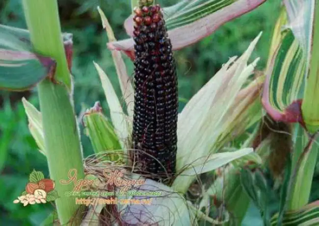 Саратовская Сахарная – сорт растения Кукуруза сахарная