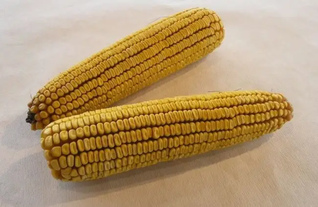Отзыв: Семена кукурузы Гавриш "Сахарный початок" - Тройной урожай с грядки