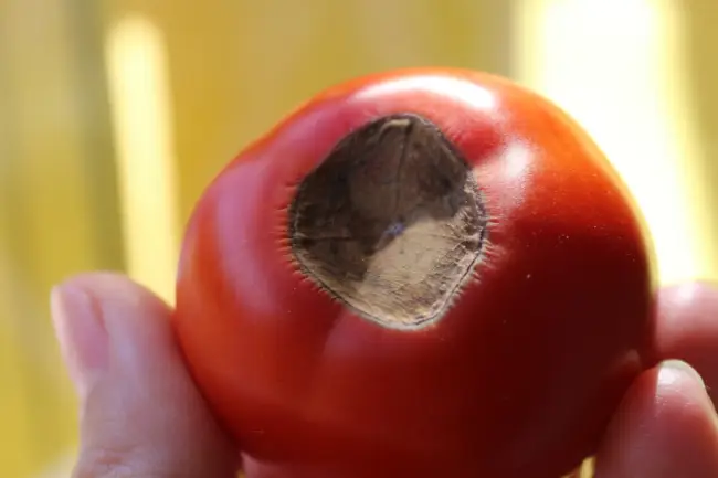 Вершинная гниль томатов: причины и лечение