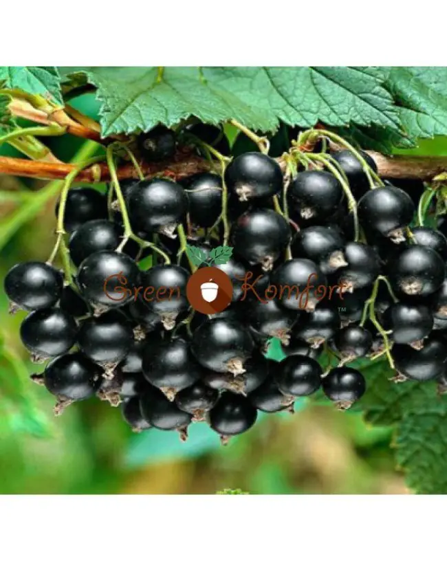 Смородина деликатесная – описание сорта черной смородины