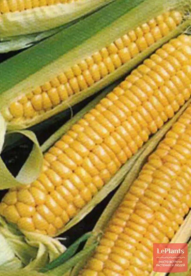 Кукуруза сахарная МОНАРХИЯ® от производителя . Срок созревания (группа спелости) культуры средний (среднеспелый).