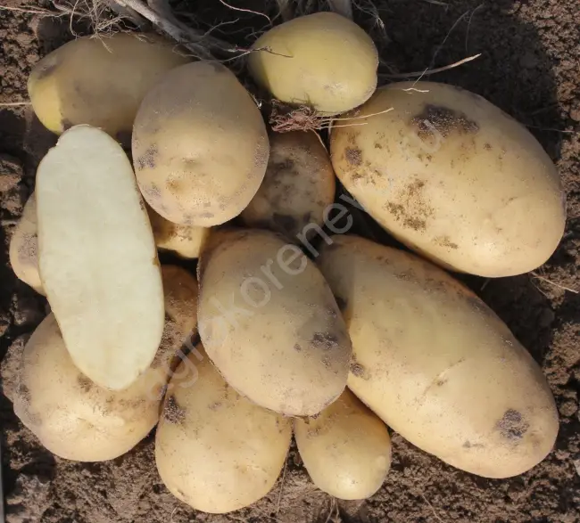 Картофель Краса Мещеры | Сорта картофеля