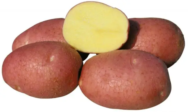 Столовый картофель «Рокко»: описание сорта, фото, характеристика