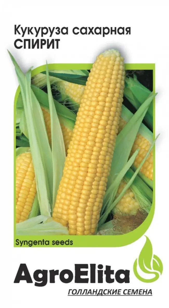 Кукуруза Лакомка Белогорья: описание, выращивание из семян, а также когда сеять и как ухаживать за сортом?