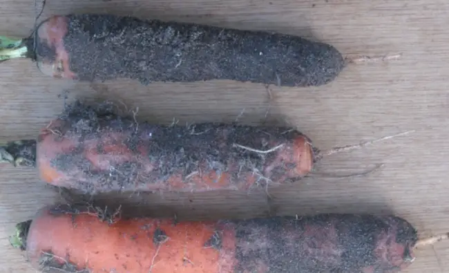 Проблема 1 морковь поражена гнилью