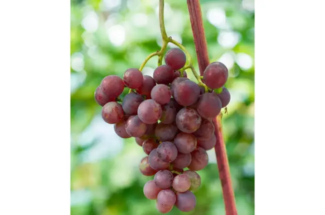 Белый, красный или черный — десертный виноград вкусен и хорош на столе: и в вазе, и в компотах и консервах.