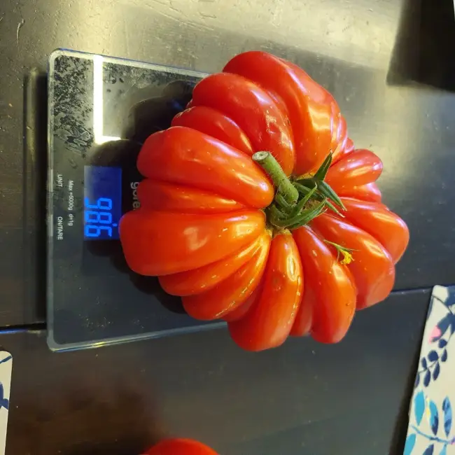 Томат Грибное лукошко + 41 сорт ребристых томатов: фото, отзывы, сравнение
