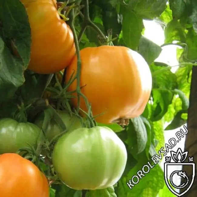 Томат сорта Кистевой удар — это гибрид, выведенный российскими селекционерами. Высокая урожайность и достойные вкусовые качества подтверждают садоводы разных регионов страны.