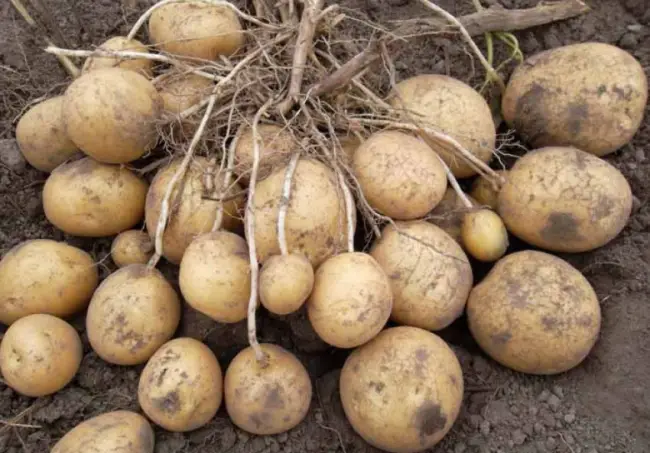 Свойства и характеристика картофеля лазурит
