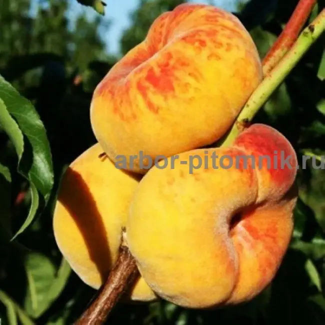 Персик Юбилейный ранний — Рассада цветов и овощей.