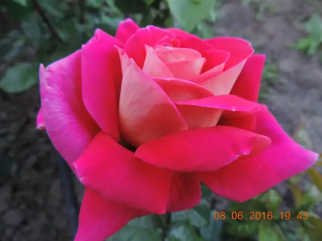 Роза эмми описание сорта