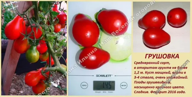 Все о выращивании томатов Грушовка розовая, а также описание сорта и его характеристики. Узнайте отзывы садоводов об урожайности помидоров и посмотрите фото сочных плодов.