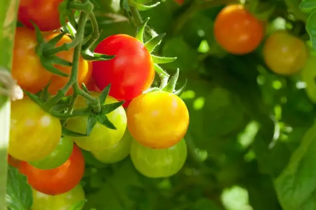 Томаты Ликер f1: отзывы, характеристика и описание сорта с фото, урожайность помидора