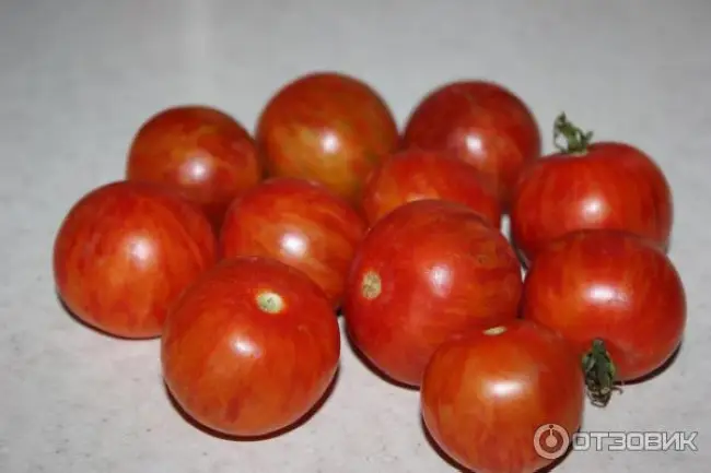 Томат Самоцвет лучистый F1: отзывы об урожайности помидоров, описание и характеристика сорта
